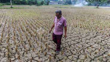 Sawah Terdampak Kekeringan di Lebak