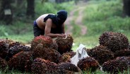 Produksi CPO Indonesia Diproyeksi Turun Imbas Cuaca Kering dan Pohon Tua