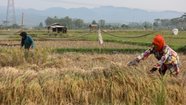 Indonesia Butuh Dorongan Teknologi dan Bantuan Tunai untuk Atasi Masalah Pangan