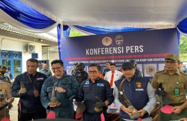 Pedagang Ilegal Cula Badak Senilai Rp43,4 Miliar di Palembang Berhasil Diamankan