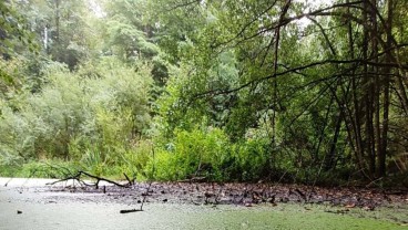 Deretan Hutan Paling Angker di Dunia, Ada Penampakan Hantu hingga UFO