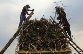 Tingkatkan Kesejahteraan Petani Tebu, Dinas Koperasi dan UKM Sumbar Beri Pelatihan