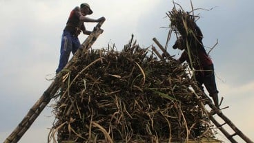 Tingkatkan Kesejahteraan Petani Tebu, Dinas Koperasi dan UKM Sumbar Beri Pelatihan