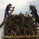 Tingkatkan Kesejahteraan Petani Tebu, Dinas Koperasi dan UKM Sumbar Beri Pelatihan