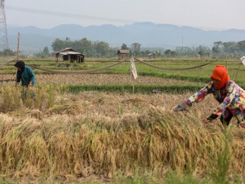 Bos Bulog Ingatkan Musim Panen Padi Mundur, Stok Beras RI Terancam?