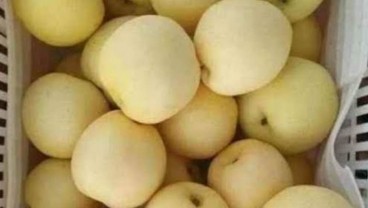 8 Manfaat Sehat Konsumsi Buah Pir, Bisa untuk Diet dan Cegah Kanker