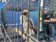 Praktik Perdagangan Satwa Liar di Cirebon Dibongkar