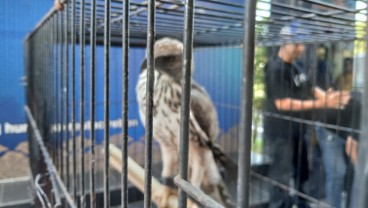 Praktik Perdagangan Satwa Liar di Cirebon Dibongkar