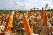 Lebak Mulai Panen Raya Jagung