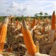 Lebak Mulai Panen Raya Jagung