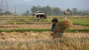 Nilai Tukar Petani Naik Tipis Juli 2024, Terdongkrak Harga Gabah & Sawit