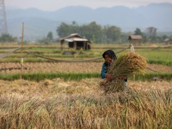 Nilai Tukar Petani Naik Tipis Juli 2024, Terdongkrak Harga Gabah & Sawit