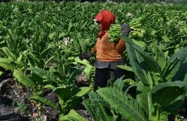 Dua Varietas Tembakau Kuningan Terdaftar di Kementerian Pertanian