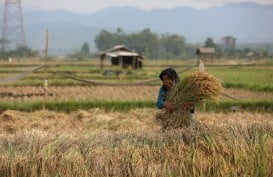 Nilai Tukar Petani Sumsel Terkontraksi, Tiga Subsektor Jadi Penyumbang