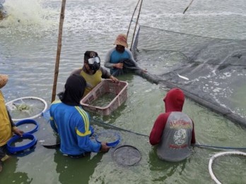 Budi Daya Ikan Kerapu di Lamongan Hasilkan 869,6 Ton