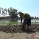 Tepian Waduk Mengering Dimanfaatkan untuk Bercocok Tanam Petani