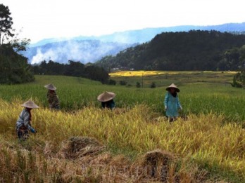 Nilai Tukar Petani Sulsel Turun 0,22% pada Agustus 2024, Ini Penyebabnya