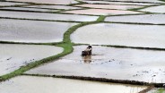 Larangan Alih Fungsi Sawah di Bali Kembali Mengemuka