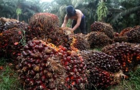 Lagi, Harga Sawit Riau Terus Naik ke Level Rp3.176,17 per Kg