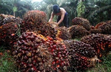 Lagi, Harga Sawit Riau Terus Naik ke Level Rp3.176,17 per Kg