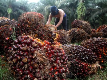 Lagi, Harga Sawit Riau Terus Naik ke Level Rp3.176,17 per Kg