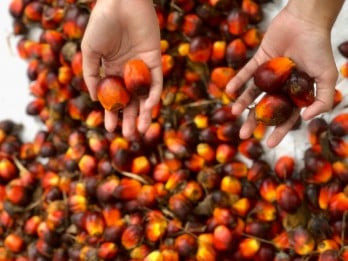 Harga Referensi CPO September 2024 Memanas, Bea Keluar US$52 per Ton