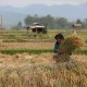 Kemarau di Cirebon Diprediksi Lebih Lama, 1.700 Hektare Sawah Mendekati Gagal Panen