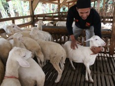 Dicari, Juru Sembelih Bersertifikat Halal