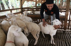 Dicari, Juru Sembelih Bersertifikat Halal