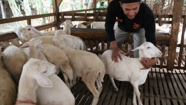 Dicari, Juru Sembelih Bersertifikat Halal