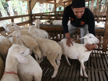 Dicari, Juru Sembelih Bersertifikat Halal