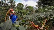 Distribusi Pupuk Subsidi di Garut Tidak Optimal, Banyak Dijual di Atas HET