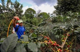 Distribusi Pupuk Subsidi di Garut Tidak Optimal, Banyak Dijual di Atas HET