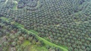 Konversi Lahan Sawah Jadi Tanaman Kelapa Sawit di Sumsel Jadi Sorotan