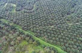 Konversi Lahan Sawah Jadi Tanaman Kelapa Sawit di Sumsel Jadi Sorotan