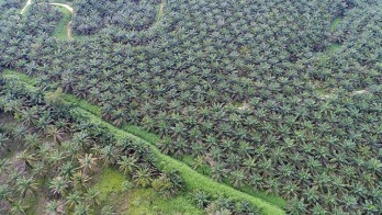 Konversi Lahan Sawah Jadi Tanaman Kelapa Sawit di Sumsel Jadi Sorotan