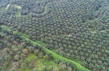 Konversi Lahan Sawah Jadi Tanaman Kelapa Sawit di Sumsel Jadi Sorotan