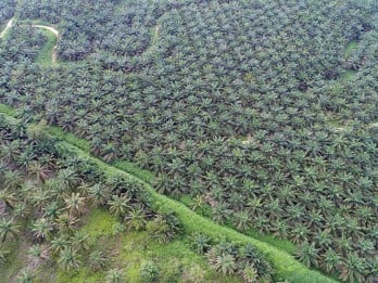 Konversi Lahan Sawah Jadi Tanaman Kelapa Sawit di Sumsel Jadi Sorotan