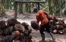 Sumsel Luncurkan Jaminan Sosial untuk Pekebun Sawit