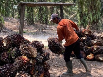 Sumsel Luncurkan Jaminan Sosial untuk Pekebun Sawit