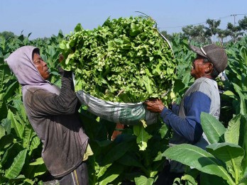 Kemenkes Kebut Pengesahan RPMK, Industri Tembakau Kalang Kabut