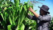 Profesor Pertanian Universitas Brawijaya Kembangkan Inovasi Jagung