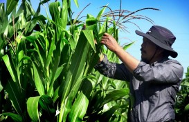 Profesor Pertanian Universitas Brawijaya Kembangkan Inovasi Jagung