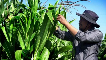 Profesor Pertanian Universitas Brawijaya Kembangkan Inovasi Jagung