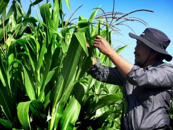 Profesor Pertanian Universitas Brawijaya Kembangkan Inovasi Jagung