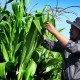 Profesor Pertanian Universitas Brawijaya Kembangkan Inovasi Jagung