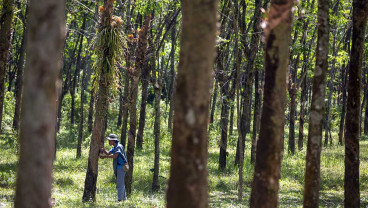 Potensi Produksi Karet Alam di Indonesia Bisa Mencapai Diatas 2,6 Juta Ton Pada 2024