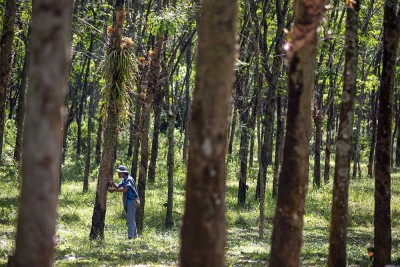 Potensi Produksi Karet Alam di Indonesia Bisa Mencapai Diatas 2,6 Juta Ton Pada 2024