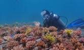 PLTU Jeranjang Rehabilitasi Terumbu Karang Laut Pandanan Pakai Limbah Batu Bara