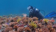 PLTU Jeranjang Rehabilitasi Terumbu Karang Laut Pandanan Pakai Limbah Batu Bara